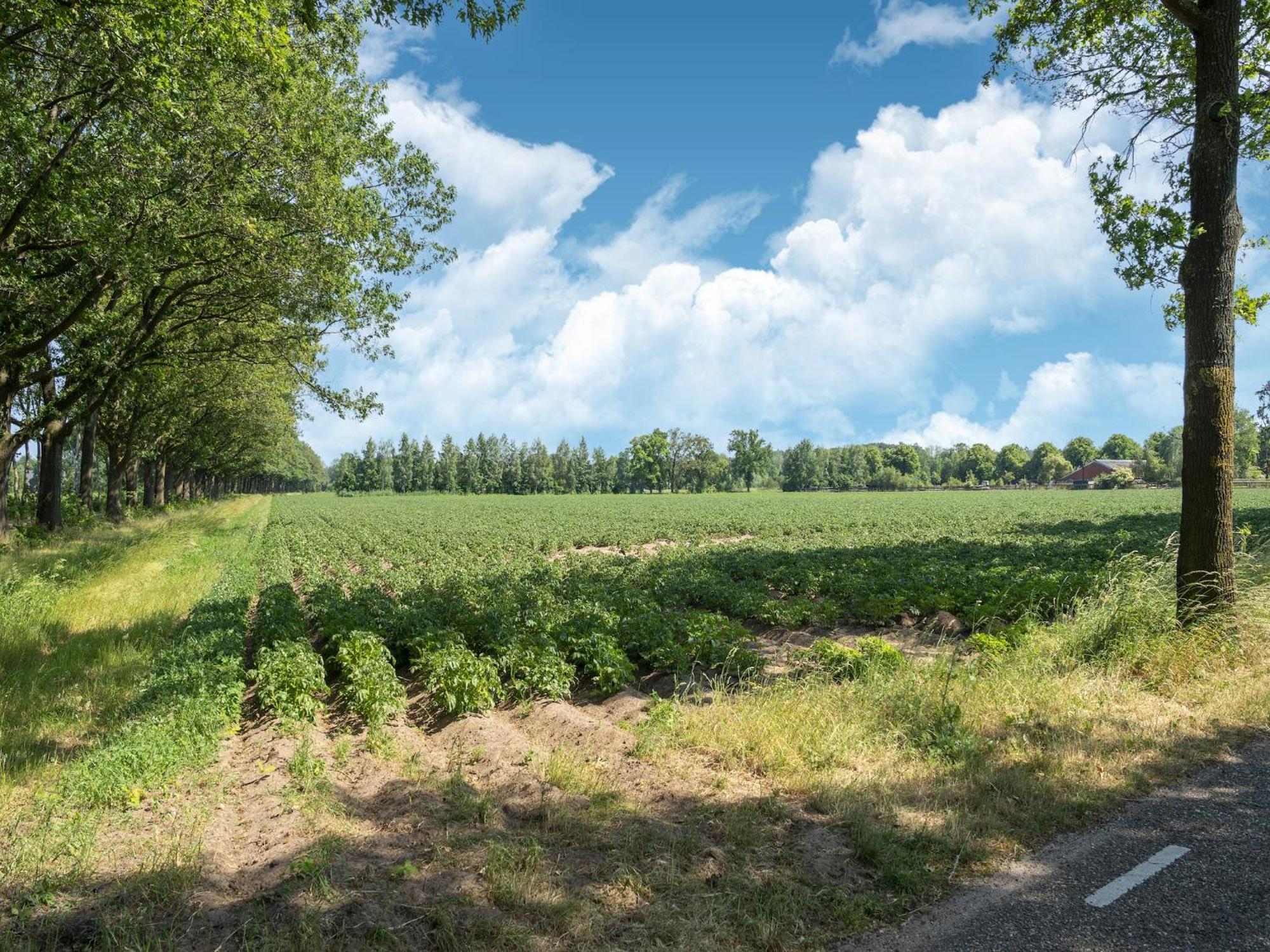 House With A Large Garden In Achterhoek Eibergen Exteriér fotografie